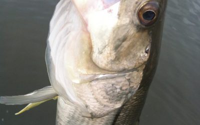 Snook