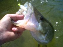 Lines are tight in SWFL