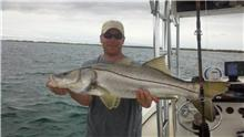 Fat Snook