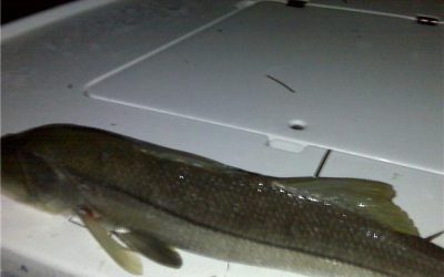 Snook
