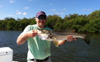 Snook