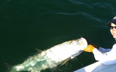 Tarpon