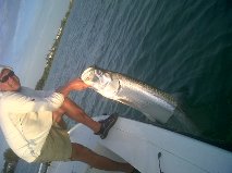 Tarpon