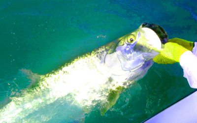 Tarpon