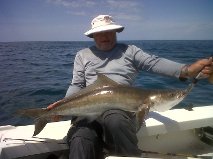 Cobia