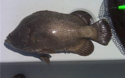Triple Tail