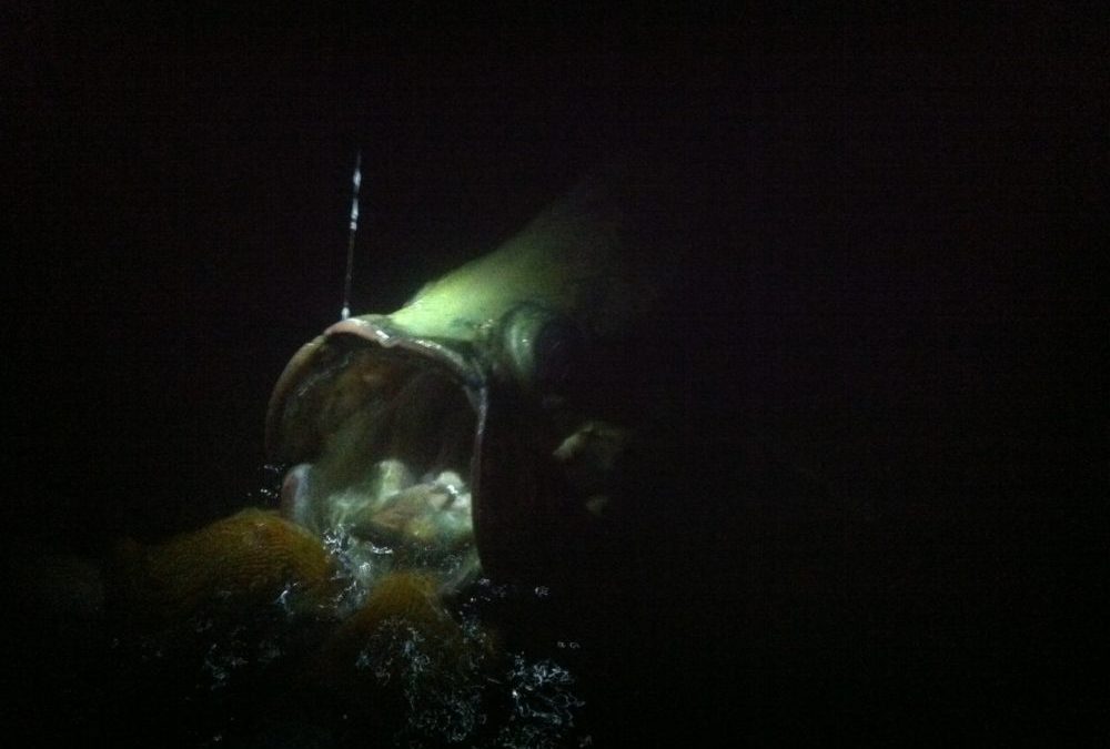 Night Charters Available for Experienced Anglers