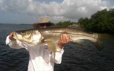 Snook