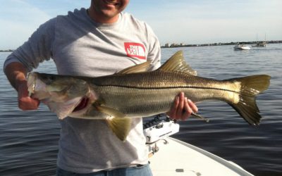 Snook