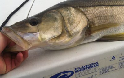 Snook Season?