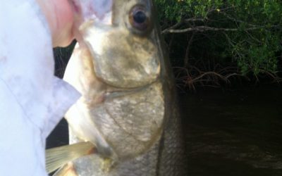 Scout your snook