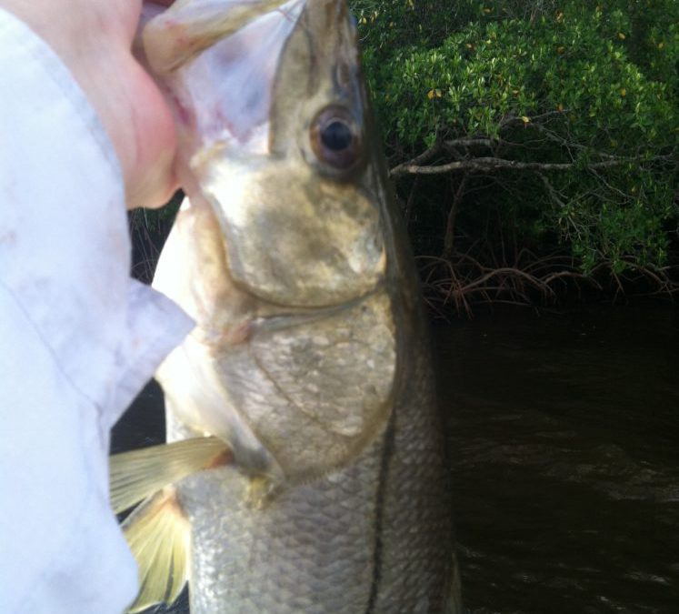 Scout your snook