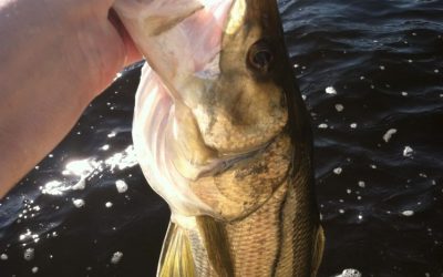 Snook