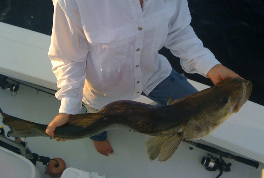 Double dippin snook?