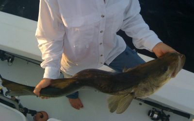 Double dippin snook?