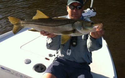 Snook