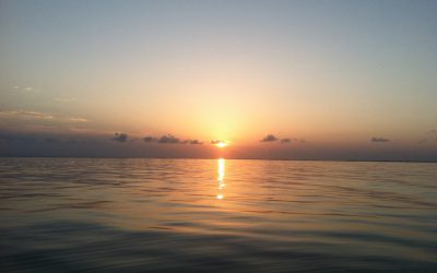 Tarpon Time!