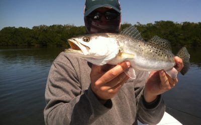 Sea Trout