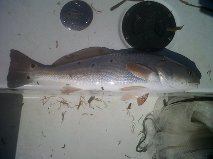 Redfish and Mullet Symbiotic relationship