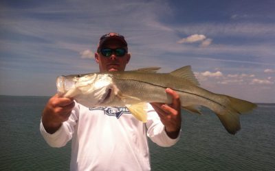Snook