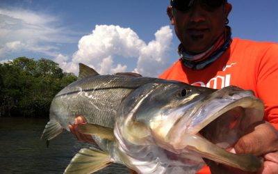 Snook Rigging