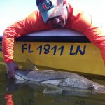 snook