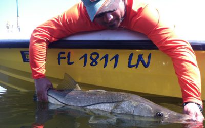 Snook