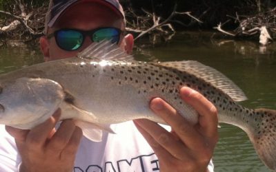 Trout
