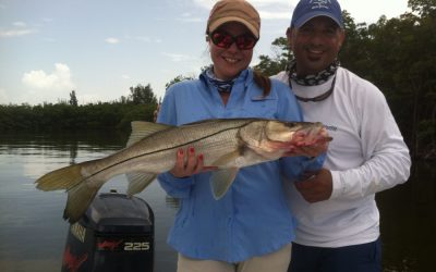 Snook report