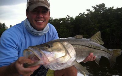 Snook