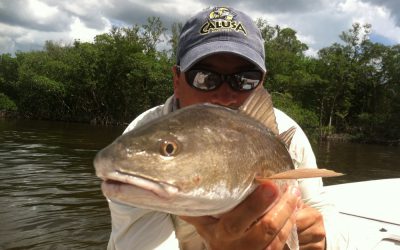 Redfish in dirty water