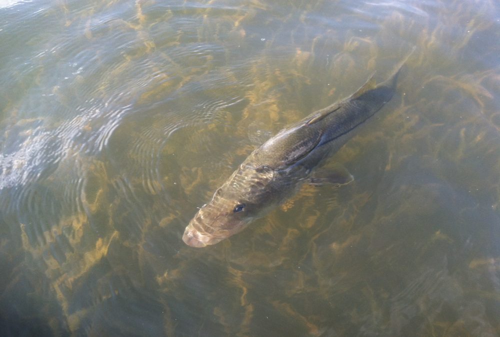 Fresh water snook fishing