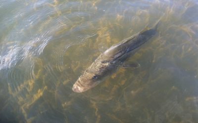Fresh water snook fishing