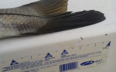 How to measure that snook