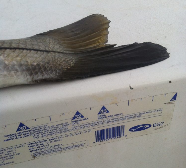 How to measure that snook