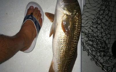 Redfish