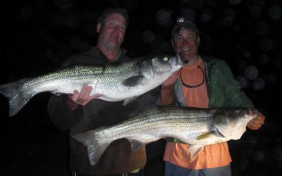 Striped Bass