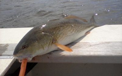 Redfish