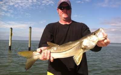 Snook