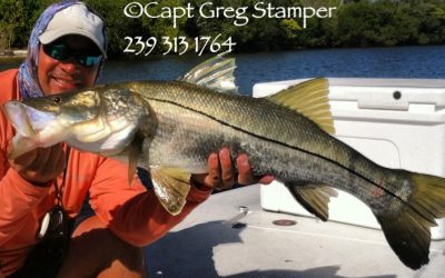 Snook