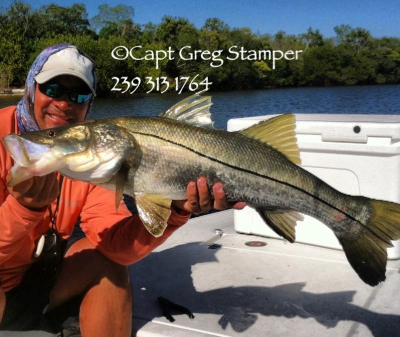 Snook