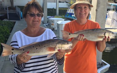 Redfish, snappers, sheepshead