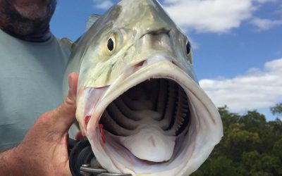 Spring fishing SWFL