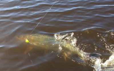 Shift your fishing time!