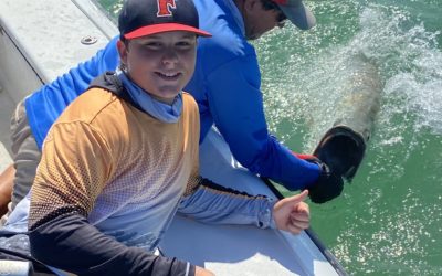 Big tarpon everywhere